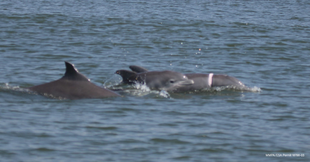 Rescued dolphhin with calf - MMPA/ESA Permit 18786-03
