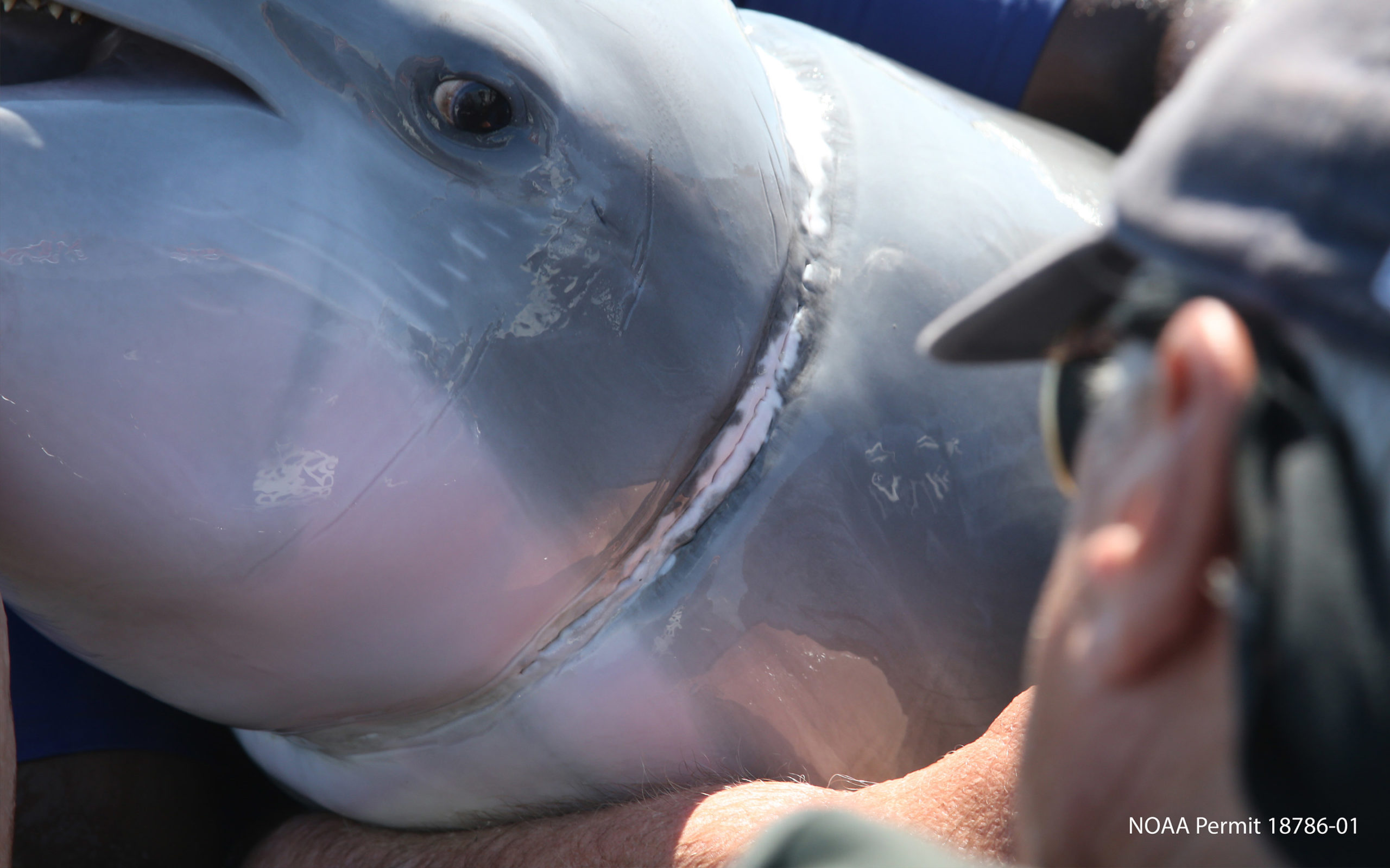 Read more about the article Rescued Bottlenose Dolphin gives new life