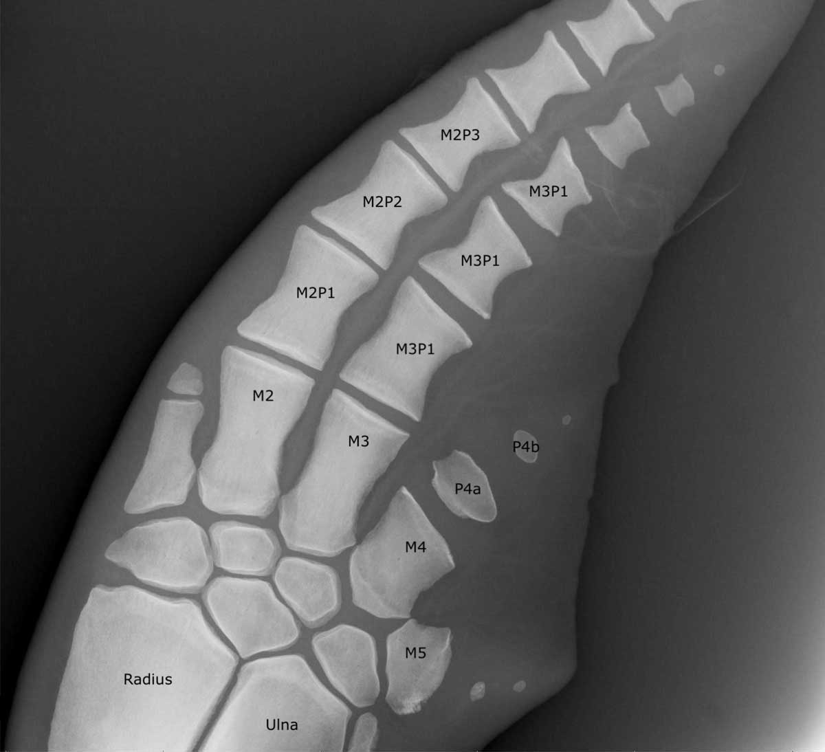 NMMF labelled dolphin pec radiograph