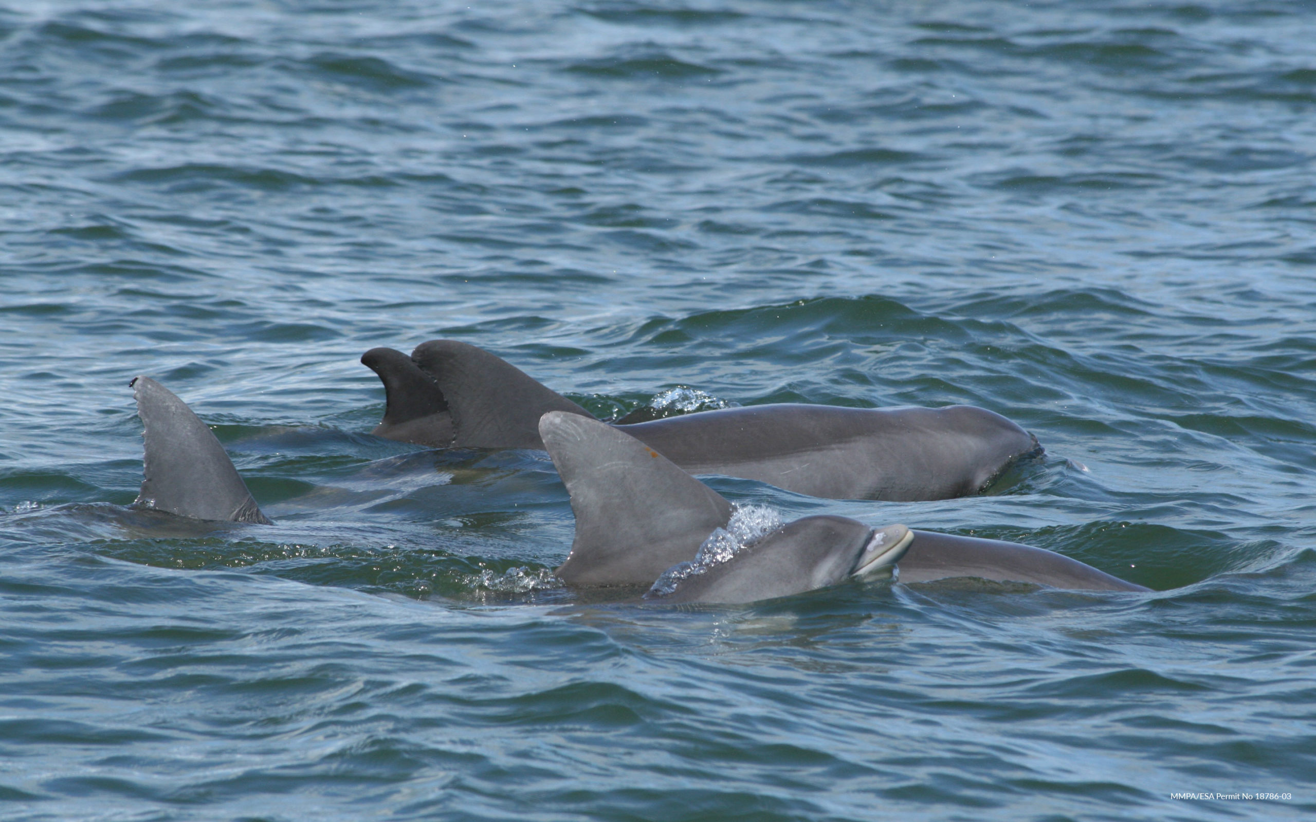 A group of dolphins photographed by NMMF researchers as part of follow-up surveys to study reproductive and survival outcomes. The unique shape and pattern of notches in the dorsal fins allow for the identification of specific individuals.