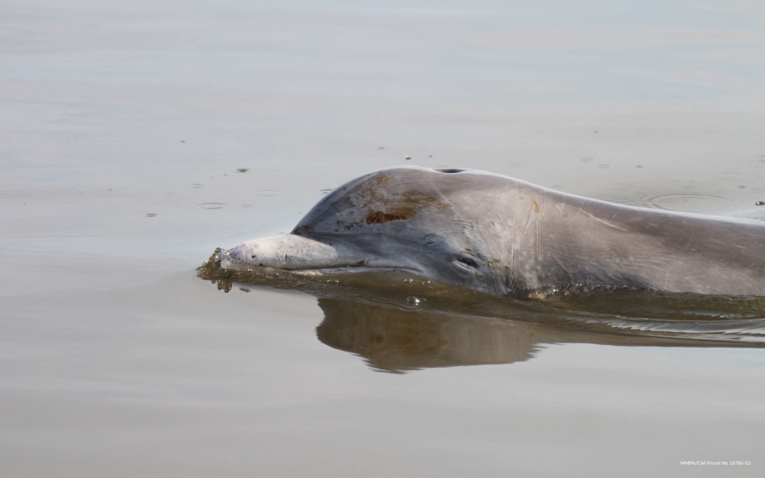 Read more about the article Marine Mammals Still Struggling on 10th Anniversary of Deepwater Horizon Disaster