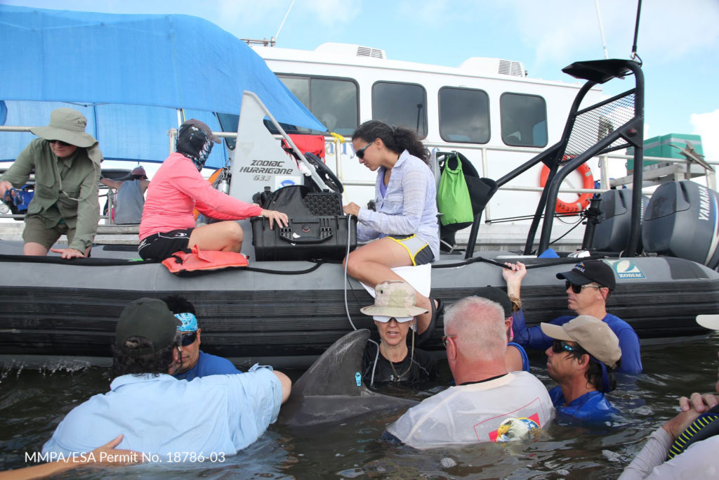 Dr. Cynthia Smith, Veronica Cendejas, and the field team perform a reproductive ultrasound exam on a dolphin in Barataria Bay, LA.