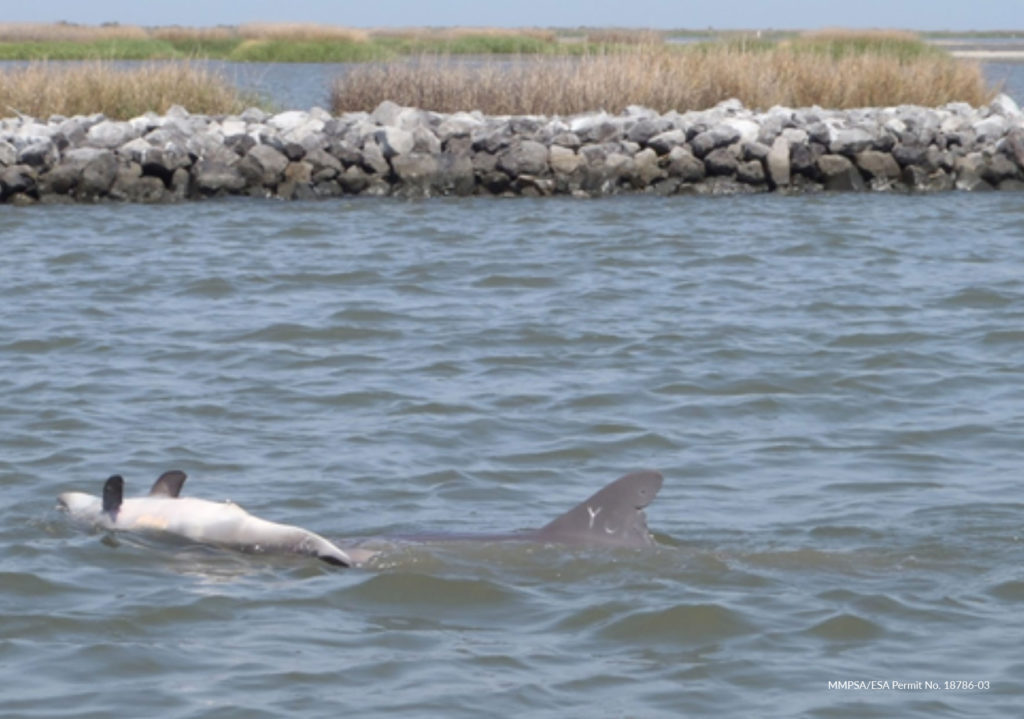 LDWF dolphin pushing dead neonate