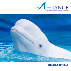 Alliance Fact Sheet - Beluga