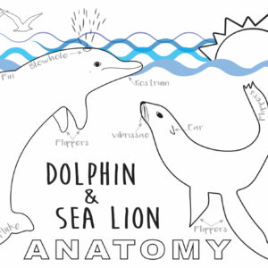 Dolphin and Sea Lion Anatomy