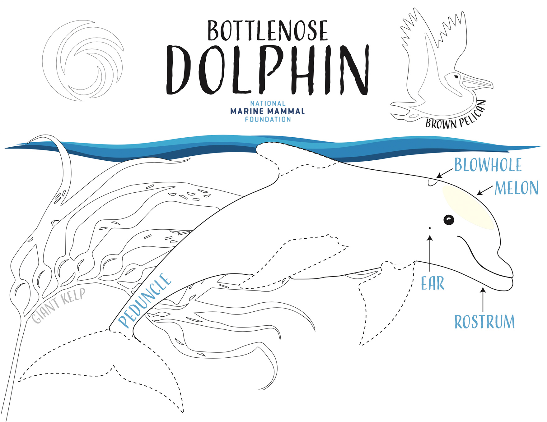 Dolphin Paper Doll Craft