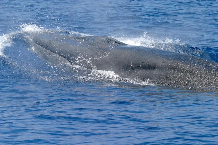 A new whale species has been discovered. What does that actually mean? -  National Marine Mammal Foundation