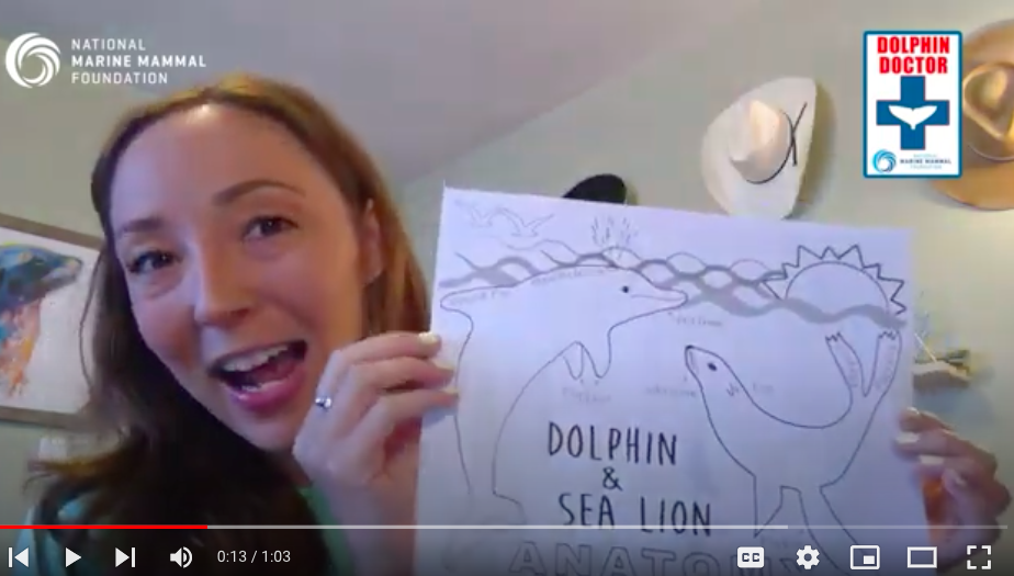 Dolphin & Sea Lion Anatomy Workshop