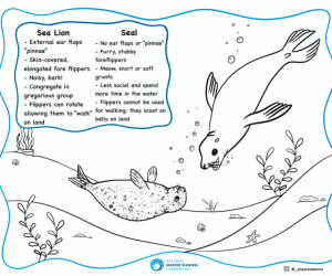 Seal and Sea Lions Worksheet