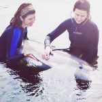 checkup-dolphin