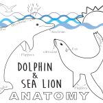 Dolphin and Sea Lion Anatomy